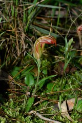 Pterostylis truncata