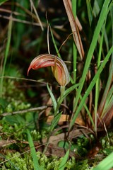 Pterostylis truncata