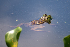 Lithobates grylio