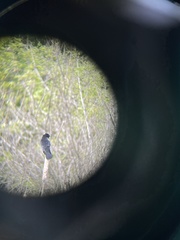 Agelaius phoeniceus caurinus