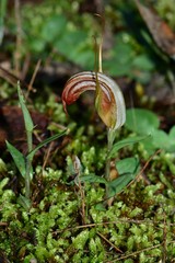 Pterostylis truncata