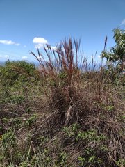 Andropogon bicornis