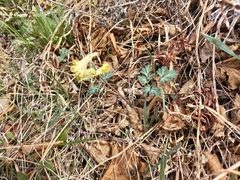 Corydalis magadanica