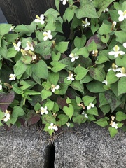 Houttuynia cordata