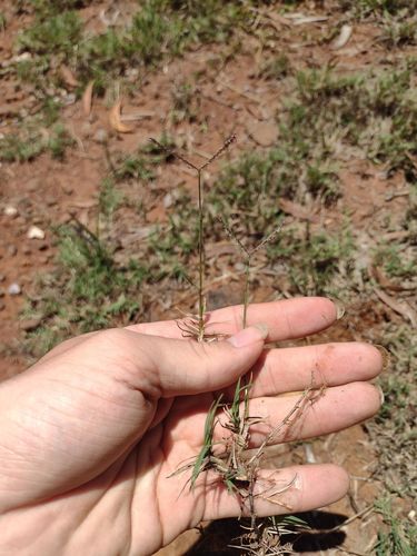Cynodon dactylon observed 2022-06-02