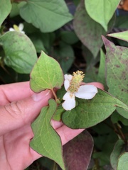 Houttuynia cordata