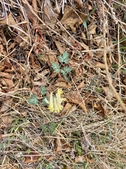 Corydalis magadanica