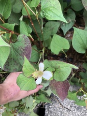 Houttuynia cordata