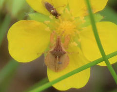 Lophoscutus