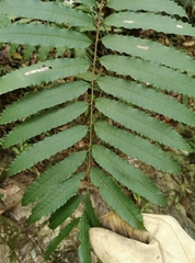 Cupaniopsis newmanii