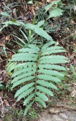 Cupaniopsis newmanii