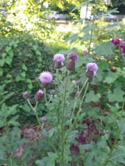Cirsium arvense