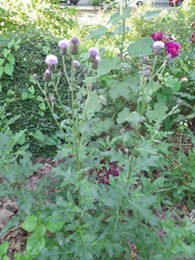 Cirsium arvense