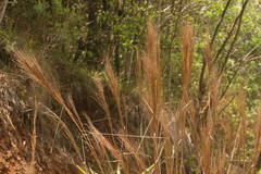 Andropogon bicornis