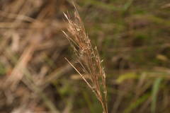 Schizachyrium condensatum