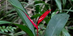 Heliconia acuminata