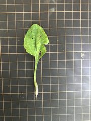 Plantago asiatica