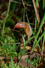 Pterostylis truncata