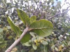 Quercus spinosa