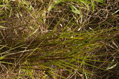Schizachyrium condensatum