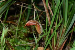 Pterostylis truncata