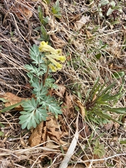 Corydalis magadanica