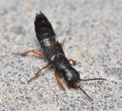 Dinothenarus badipes