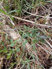 Rubus argutus