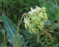 Asclepias meadii