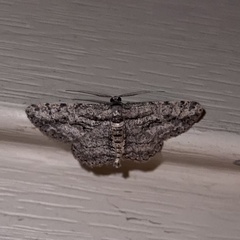 Anavitrinella pampinaria