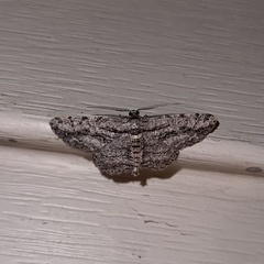 Anavitrinella pampinaria