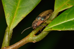 Megapenthes limbalis