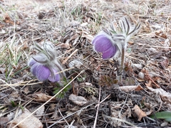 Pulsatilla ajanensis