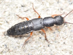 Dinothenarus badipes