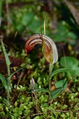 Pterostylis truncata
