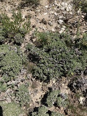 Nanophyton erinaceum