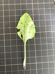 Plantago asiatica