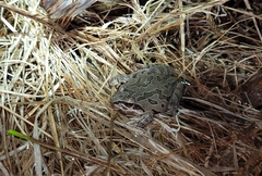 Pseudacris illinoensis