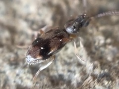Notoxus conformis