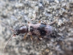 Notoxus conformis