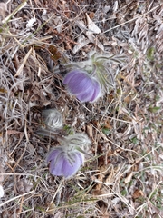 Pulsatilla ajanensis