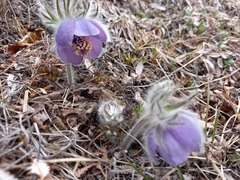 Pulsatilla ajanensis