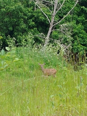 Odocoileus hemionus columbianus