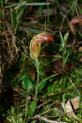 Pterostylis truncata