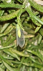 Chrysoperla comanche