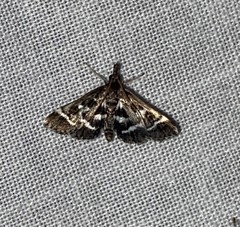 Diasemiodes janassialis
