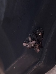 Homophoberia apicosa