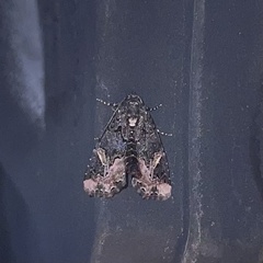 Homophoberia apicosa