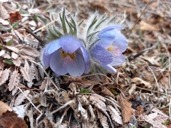 Pulsatilla ajanensis