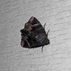 Homophoberia apicosa